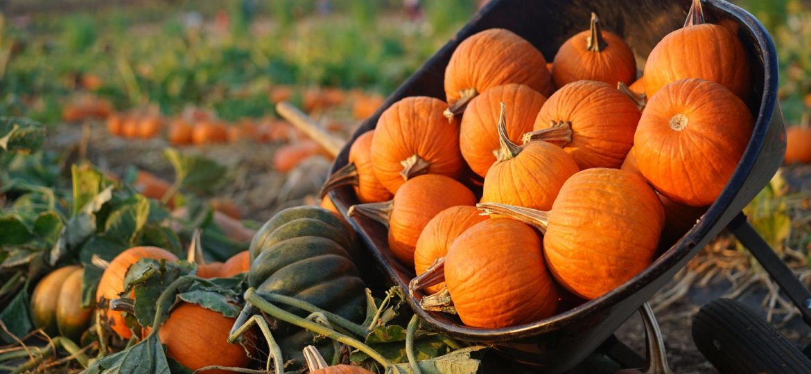 List of pumpkin patches in detroit
